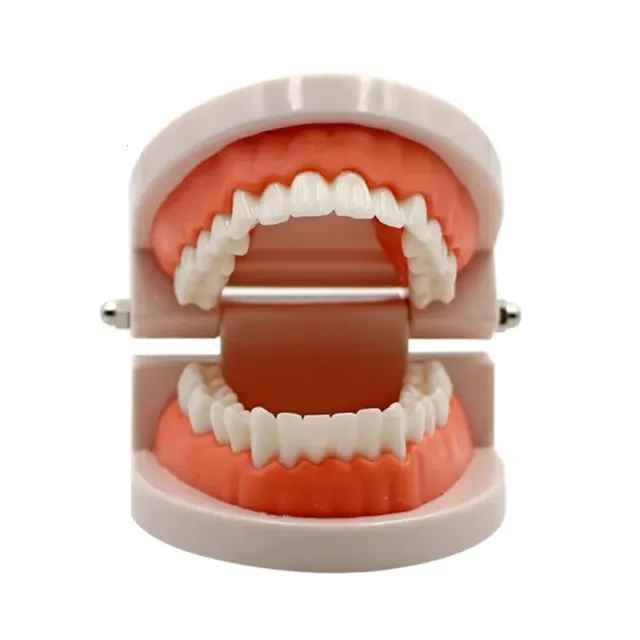 Adult Dental Teeth Model - Teaching and Training Demonstration - White