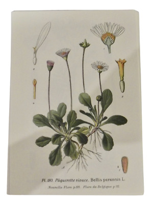 Planche ancienne Botanique art print Flore Poster pl 256 Hysope officinale 