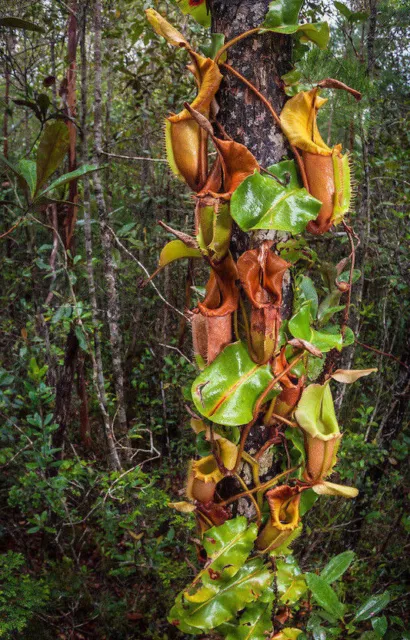 NEPENTHES VEITCHII – Fleischfressende Pflanze, 10 Samen