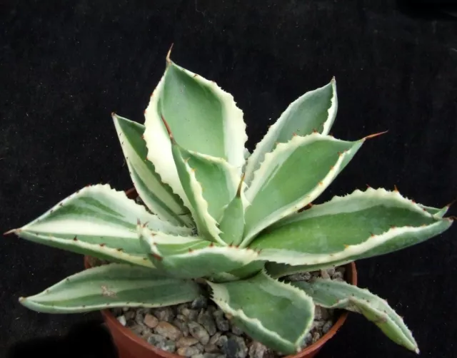 Agave 'Kichiokan' Variegated choice 11cm Japanese Cultivar succulent / cactus