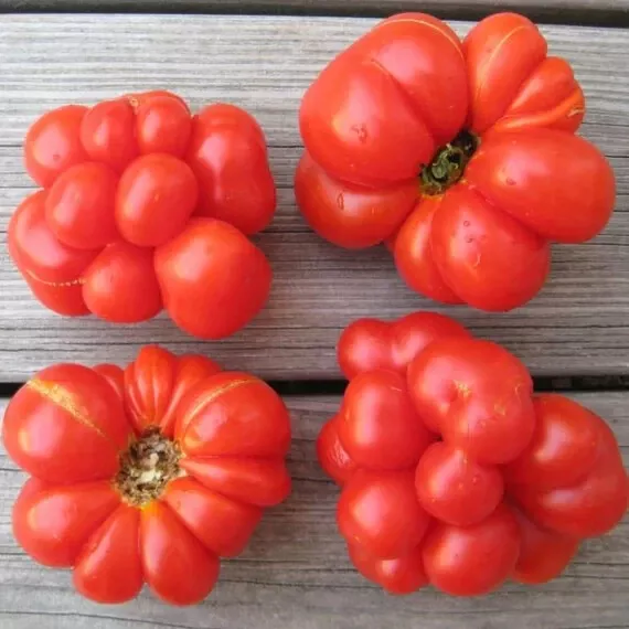 Reise tomate Tomato - 25 Seeds   Organic   Heirloom   Summer Garden  Unique UGLY