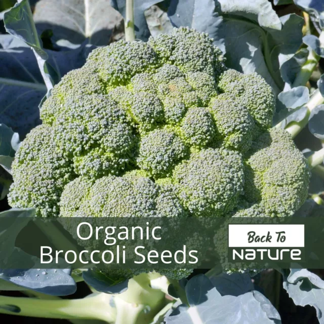 Broccoli - Seeds - Organic - Non Gmo - Heirloom Seeds – Vegetable Seeds