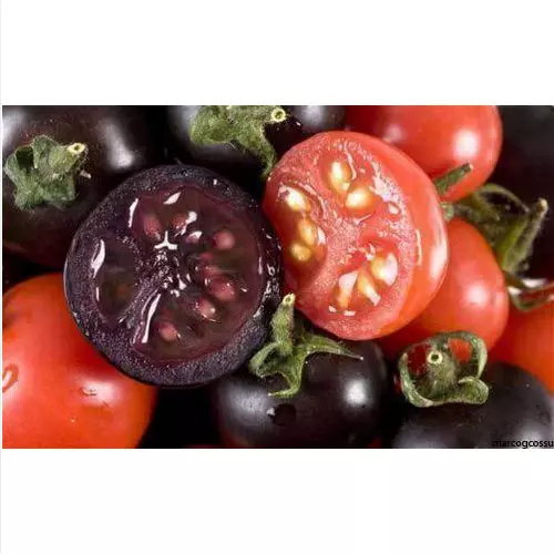 Pomodoro Ciliegino Viola - Tomato Purple Cherry, 25 Semi + Omaggio