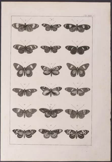 Seba - Butterflies. 29-3, 1765 Curiosities Original Folio Engraving