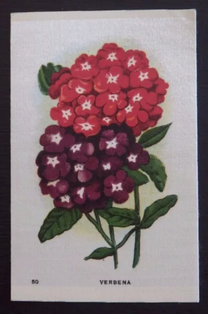 VERBENA Garden Flowers of the World issued in 1913 SILK