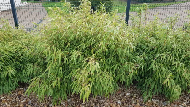 Fargesia rufa / Bambou non traçant / Conteneur de 7 à 10 litres