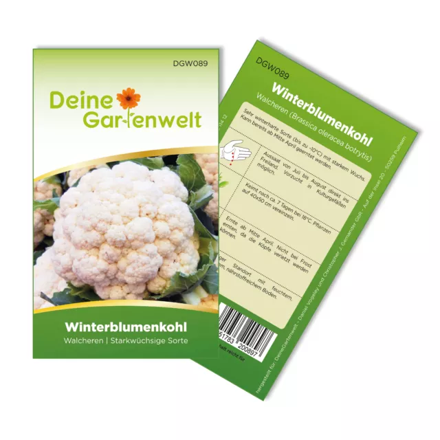 Winterblumenkohl Walcheren Samen - Brassica oleracea botrytis - Blumenkohlsamen