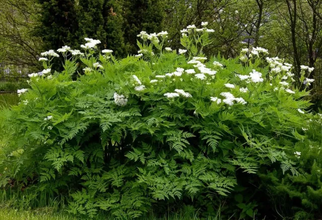 Sweet Cicely Seeds - Myrrhis odorata - 10 Seeds - Highly Scented Wildflower