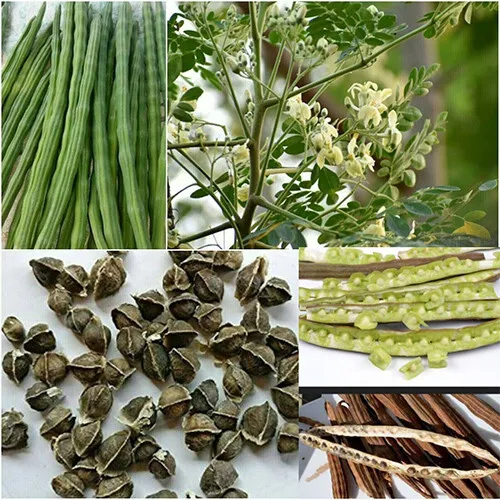 Moringaceae,Moringa, Moringa oleifera,Drumstick,Horseradish Tree -  Seeds cylone