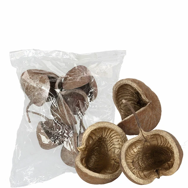 Buddanut - 5 Piezas/Bolsa - Natural Interior Oro