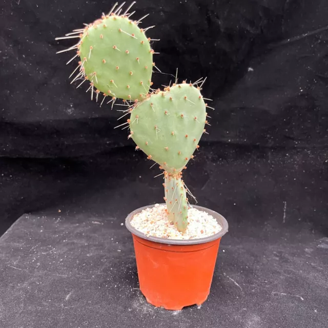 Opuntia Santa Rita (Prickly Pear Cactus)  in 8cm pot  - Two Pups