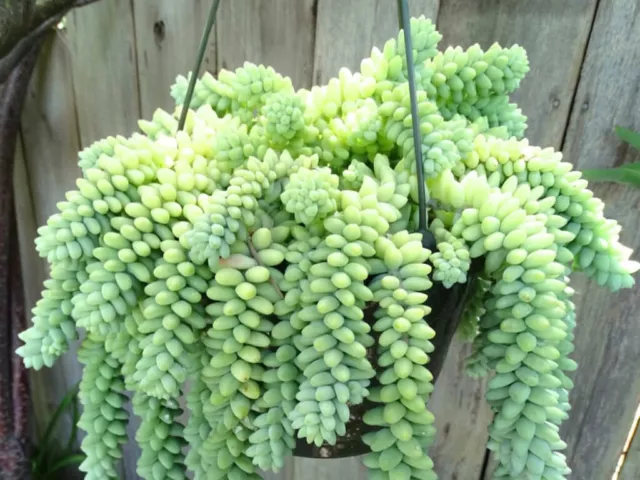 🏜 SEDUM  BURRITO - SEDUM MORGANIANUM plante "queue d'âne" 10 boutures FEUILLES