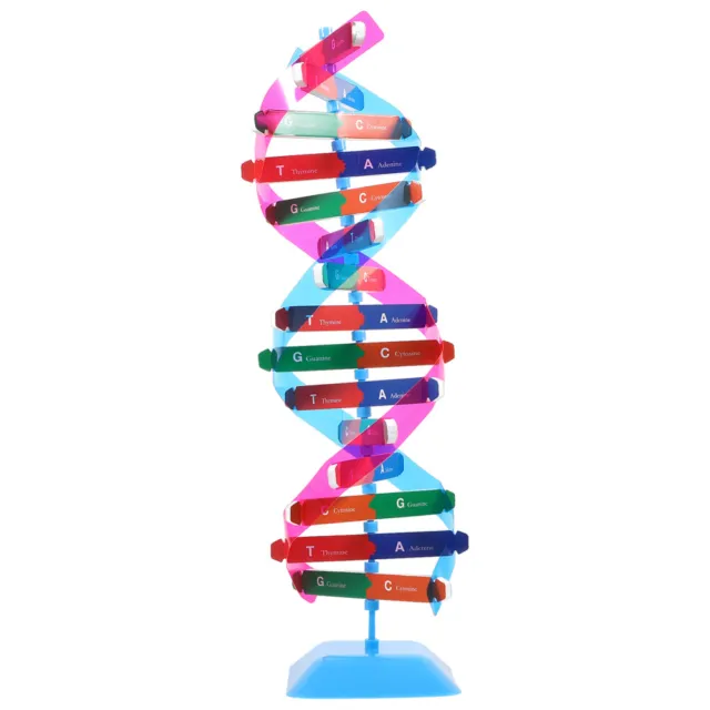 Ayudas de enseñanza cuerpo humano modelo de doble hélice ADN infantil