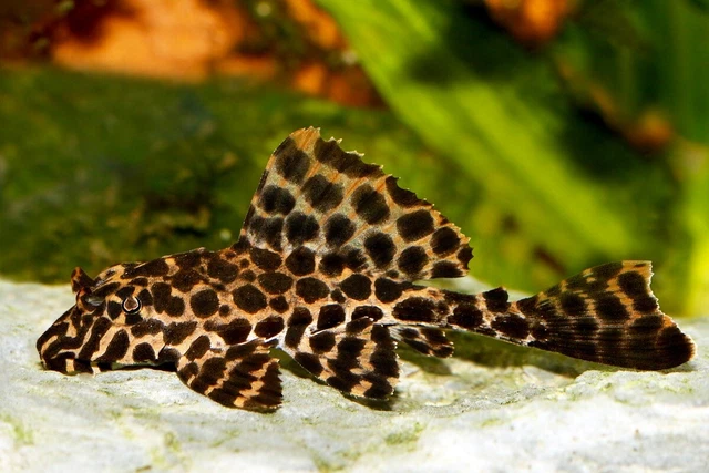 Group of 3+1 Live Leopard Spotted Sailfin Plecostomus Pleco Fish Premium Quality