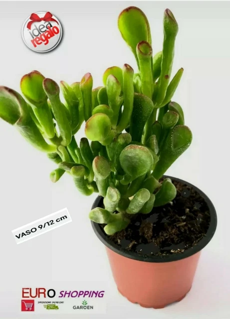 Pianta di crassula ovata Immagini senza sfondo e Foto Stock ritagliate