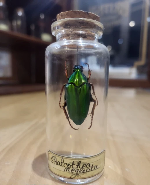 ENTOMOLOGIE CETONIIDAE GOLIATHUS albatus Mâle 78.3 mm Cameroun Manfé EUR 99,00 - PicClick FR