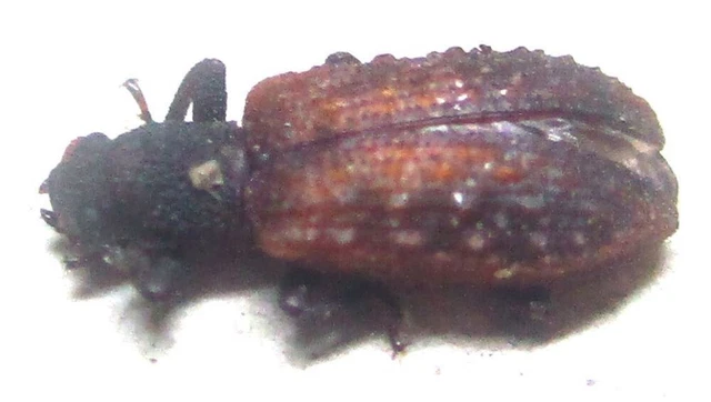 K014 MI : Tenebrionidae species? 7mm************************