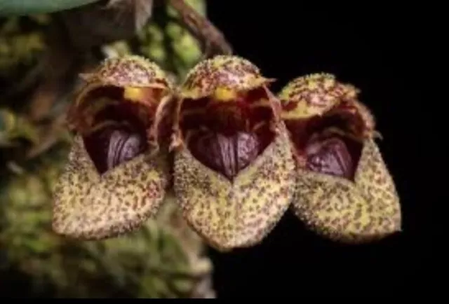 Species Orchid - Bulbophyllum frostii