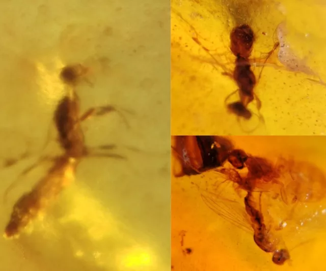 wasp bee&unknown fly Burmite Myanmar Burmese Amber insect fossil dinosaur age