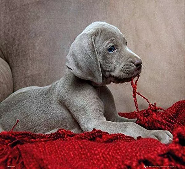 Puppy : Red Blanket - Mini Poster 50cm x 40cm new and sealed