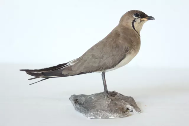 Taxidermy-hunting-chasse-präparat- Collared Pratincole with permit