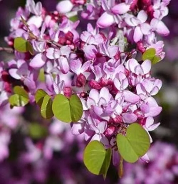 20 GRIFFITH REDBUD SEEDS - Cercis griffithii