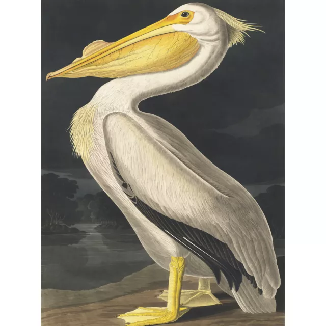 John James Audubon Style Pelican Bird Canvas Poster Print Picture Wall Art
