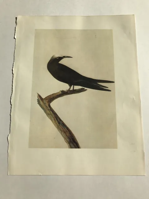 John James Audubon Bookplate Plate 232 Bird Print 1966 Art Original Noddy Tern