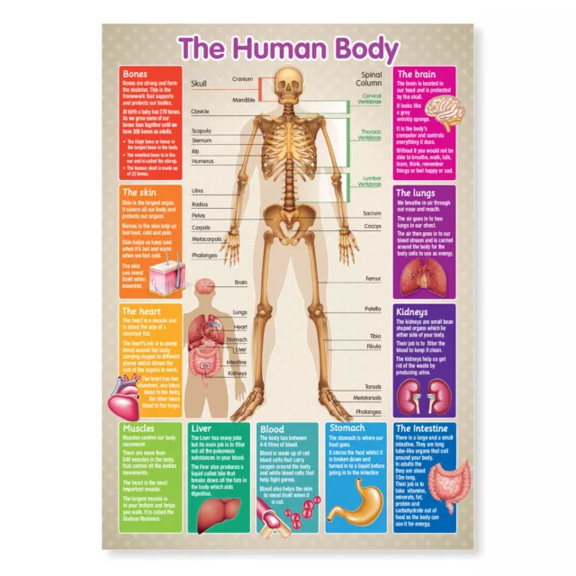 Laminated Educational Poster Human Body Skeleton Teaching Resource A4