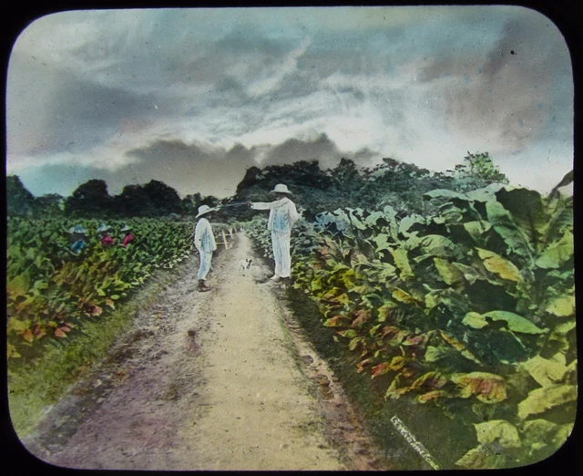 Glass Magic Lantern Slide MEN IN PLANTATION C1890 PHOTO CARIBBEAN ?