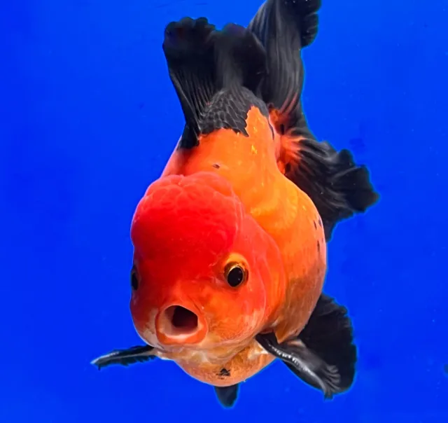 Live Fancy Goldfish Apache Oranda 4 - 4.5 inches (OR-0016_01)