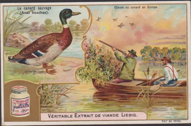 CHROMO ANCIEN LIEBIG -CHASSE AU CANARD EN EUROPE-LE CANARD SAUVAGE Anas boschas