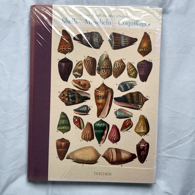 Queen Shell Muscheln SHELLS - MUSCHELN - Coquillages EUR 35,00 - PicClick FR