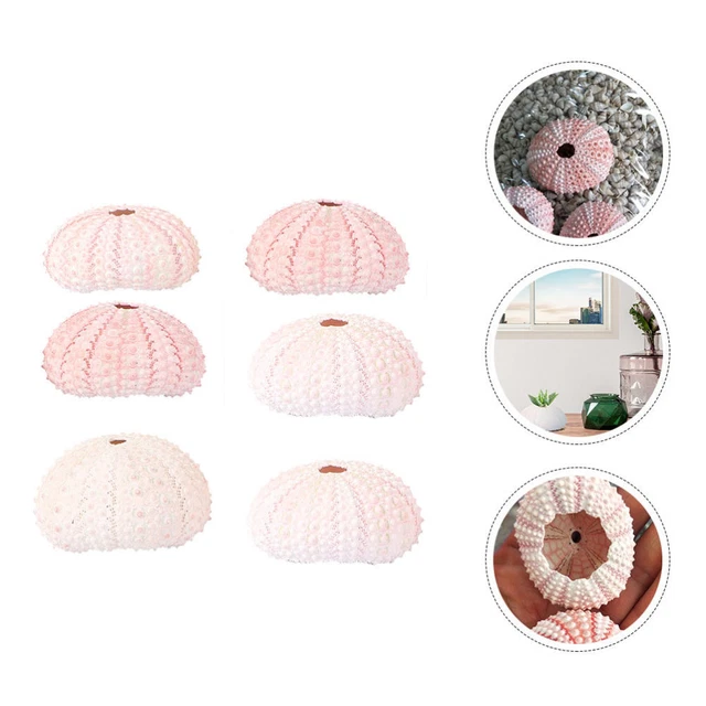 6pcs Conch Shell Große Tank Shell Ornamente Seeigel Muscheln Handwerk