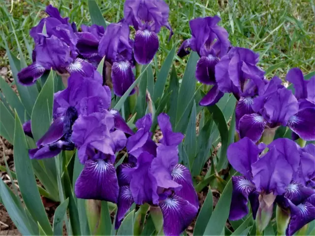 Zwerg-Schwertlilie (Iris) 'Blue Pygmy' - Sehr gute Fernwirkung