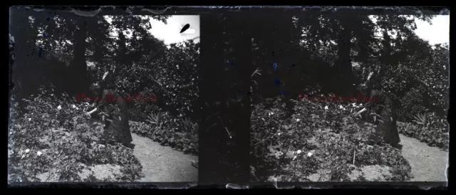Jardin c1912 Photo NEGATIVE Plaque de verre Stereo Vintage V33L21n