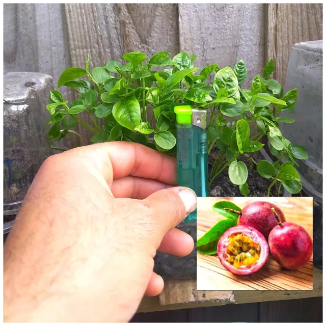 Passion Fruit / Passiflora One ( 1 ) Young Seedling . Visit The Shop