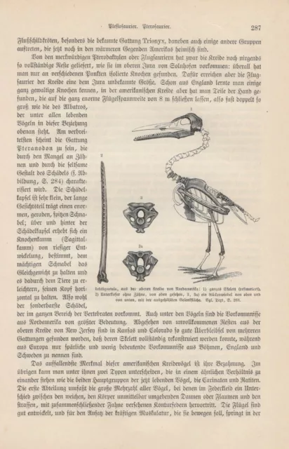 Skelett von Ichtyornis Dinosaurier HOLZSTICH von 1895