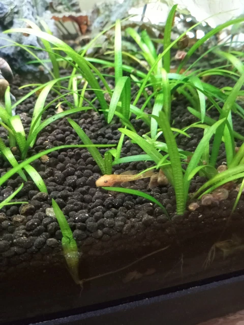 5 pack Calico Bristlenose Pleco Juvenile ~1-2" 5