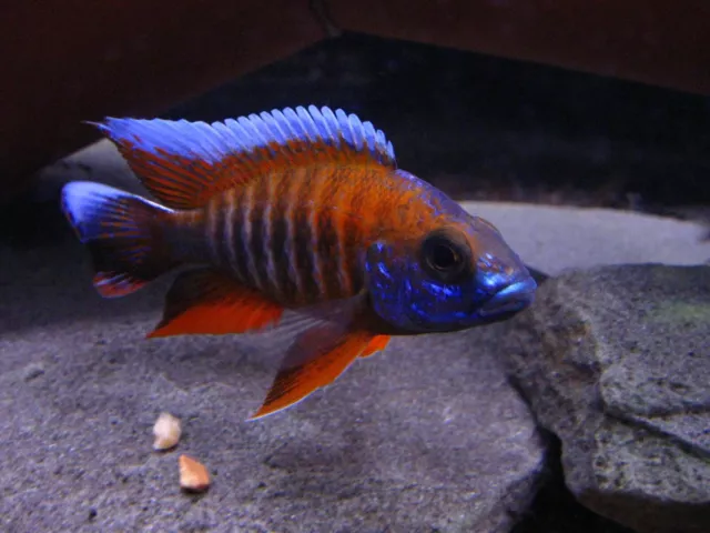 Eureka Red Peacock, Aulonocara Cichlid, Guaranteed