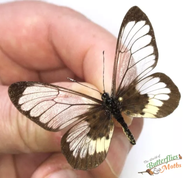 Acraea semivitrea the glassy Acraea Butterfly SET x1 FM A- Entomology  Insect.