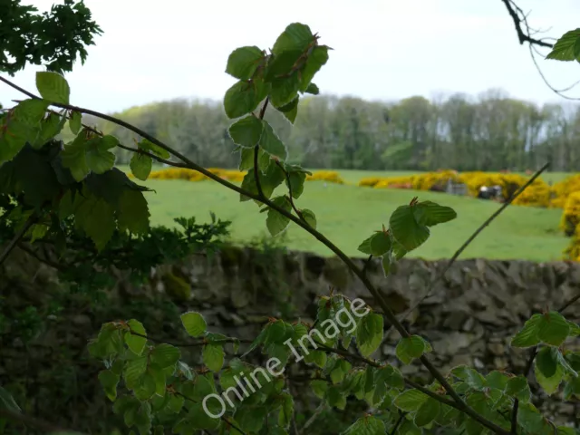 Photo 12x8 Ravenstone Moss Sorbie/NX4346 View through the trees to Ravens c2010