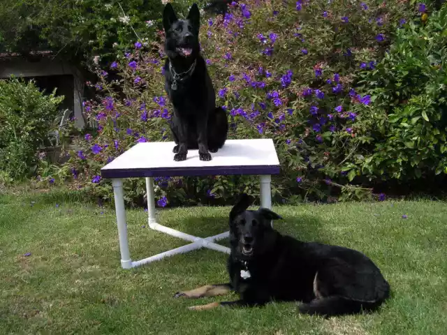 Table de pause équipement Dog Agility (comprend base et haut)