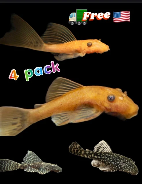 4 PACK Bristlenose Plecos, Super Red Calico, Black Long+Short Fin  Babies  @ .5"