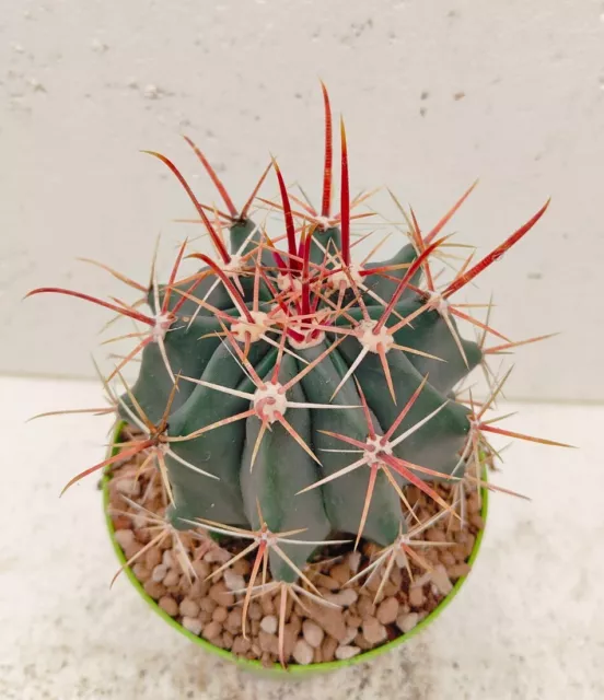 Ferocactus rectispinus pøt 14cm  no Ariocarpus Copiapoa