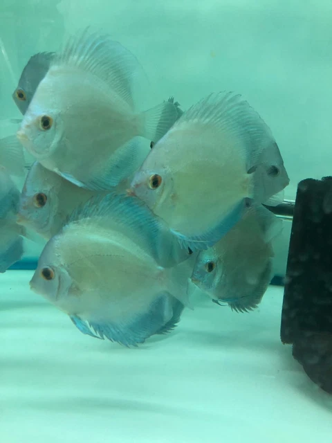 Blue Diamond Discus 4" Fish Live Aquarium Tank Tropical Freshwater Healthy