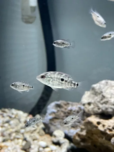 1 1/4” “Umbee” cichlid