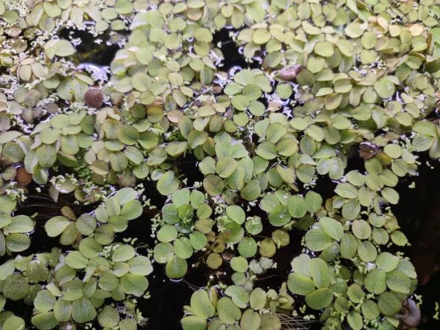 Plante flottante - Salvinia natans