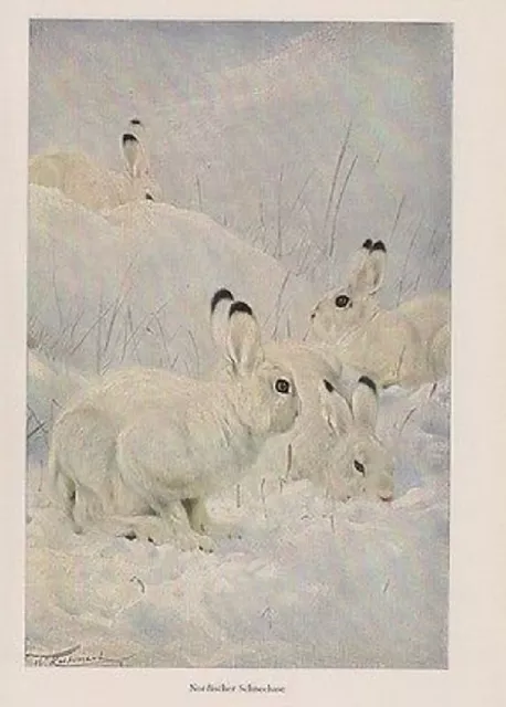 Nordischer Schneehase Polarhase (Lepus arcticus)  Wilhelm Kuhnert Farbdruck 1953