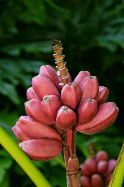 SAMEN für drinnen: eine witzige Pflanze - die rosa Zwergbanane aus Kenia !